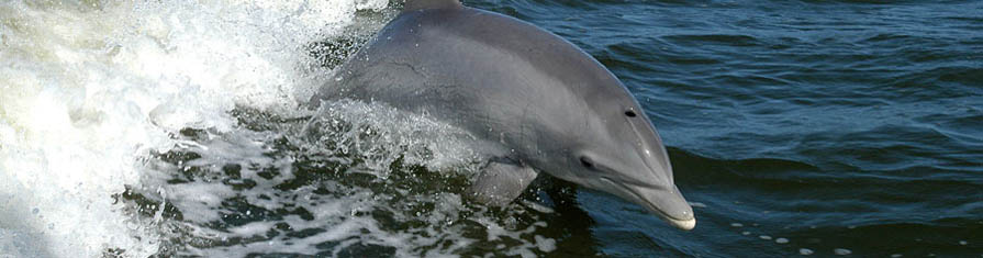 Watch dolphins swim around Charleston Harbor